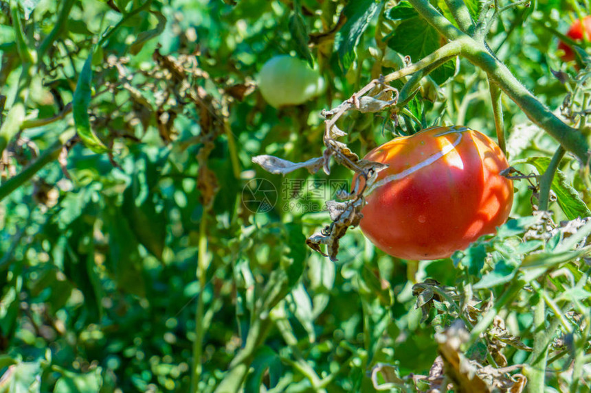 红番茄生长在一个花园里挂图片