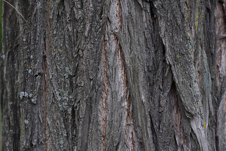 树皮的背景老树的质地一系列带有树皮的照片树皮设计师的背景白天树皮中的树木有苔藓和没有苔背景图片