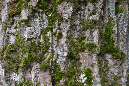 树皮的背景老树的质地一系列带有树皮的照片树皮设计师的背景白天树皮中的树木有苔藓和没有苔背景图片