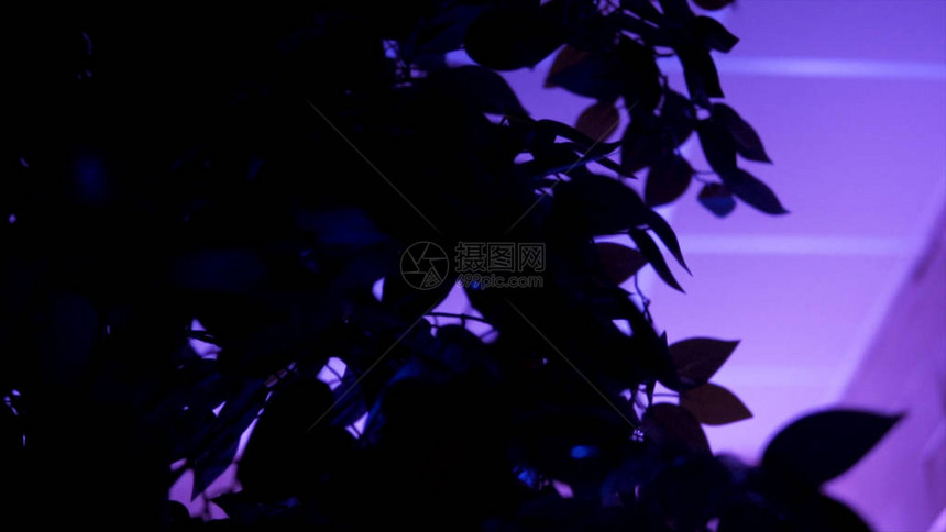 一棵树叶和白天花板由Lilac灯照亮的白色天花板图片