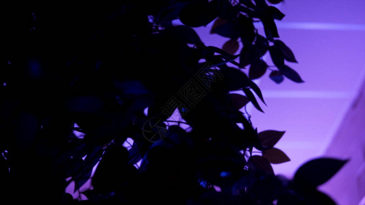 一棵树叶和白天花板由Lilac灯照亮的白色天花板图片