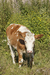 牛在绿草上在图片