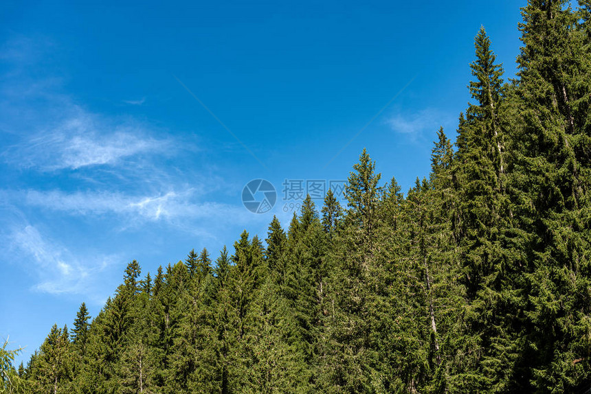 长青树在清蓝的天空上与云雾相伴阿尔卑斯山脉图片