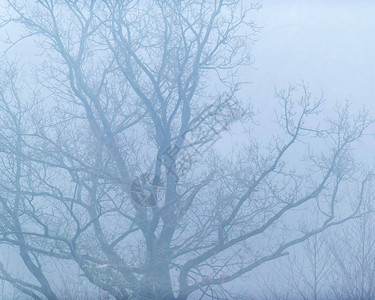 老光秃的冬天树在薄雾中图片