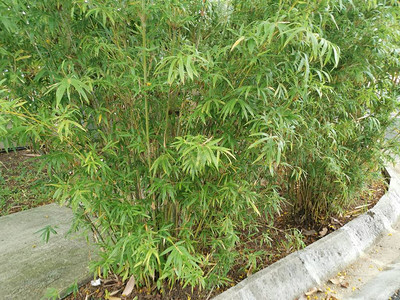浓密的绿竹杂树背景图片