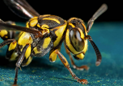 黄蜂在蓝色地板上的微距摄影图片
