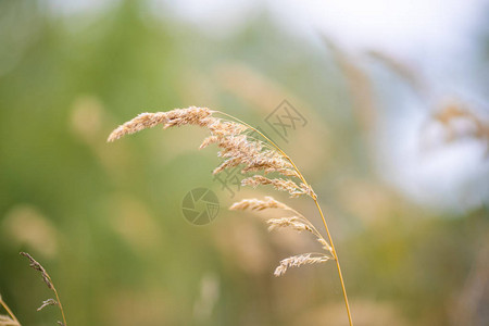 冬天蒲苇这个植物是潘帕斯草背景