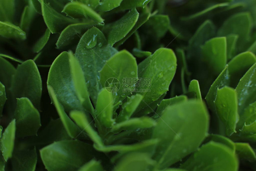 枯萎的绿色植物灌木露水图片