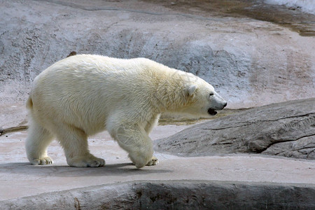 成年北极熊在水中图片