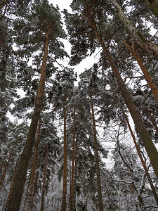 在降雪自然背景期间的冬季森林图片