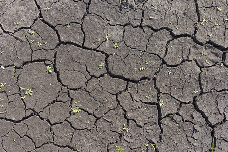 沙漠中的土壤因干旱而裂开图片