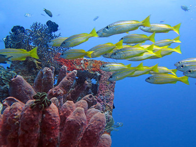 以海洋生物和鱼类活生的珊图片