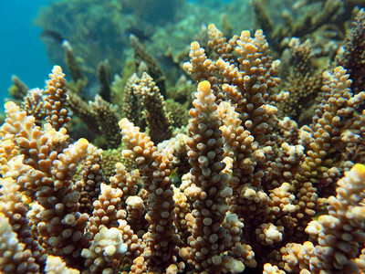 以海洋生物和鱼群为生的珊瑚礁图片