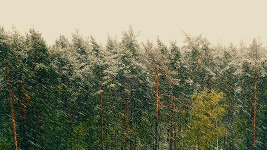 松林里的雪暴超高图片