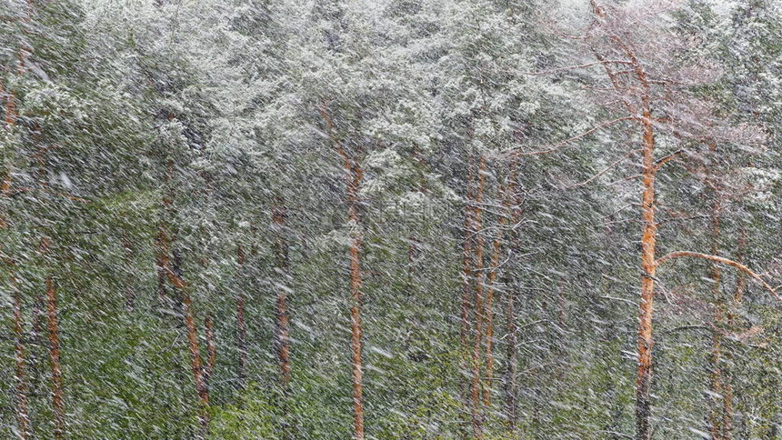 松树林中的暴风雪图片