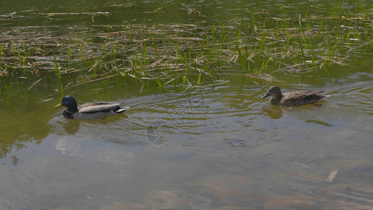 鸭子在池塘水中散步图片