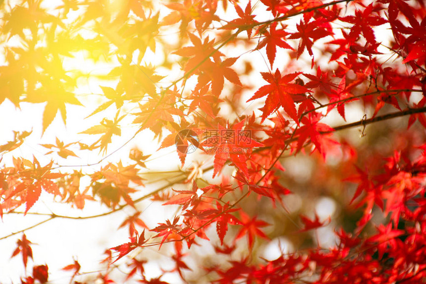 秋天的枫树花园秋天枫叶全红与温暖的晚图片