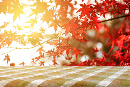 与日本枫树花园的野餐桌在秋天秋天枫叶全红与温暖的晚图片