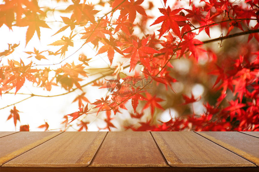与日本枫树花园的野餐桌在秋天秋天枫叶全红与温暖的晚图片