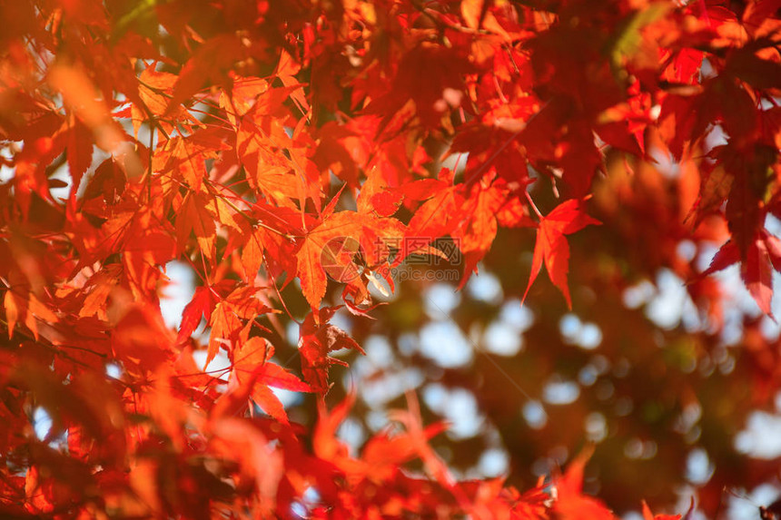 秋天的枫树花园秋天枫叶全红与温暖的秋天太阳图片