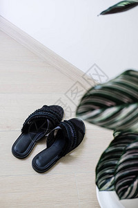 女人的黑色优雅凉鞋从上面绿色植物极简主义时尚博客概图片