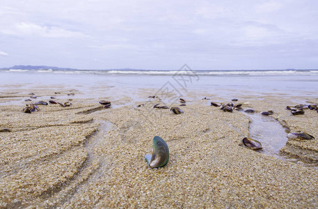 海滩上的死绿贝壳海面模糊的不干净沙石图片