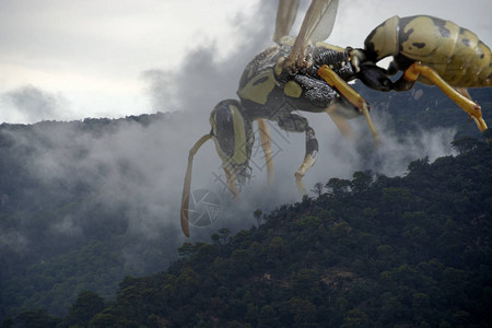 山林中雾覆盖着巨大的黄蜂图片