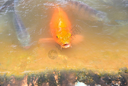 金鱼或橘子鲑鱼和罗非鱼食用在水面池塘淡水养图片