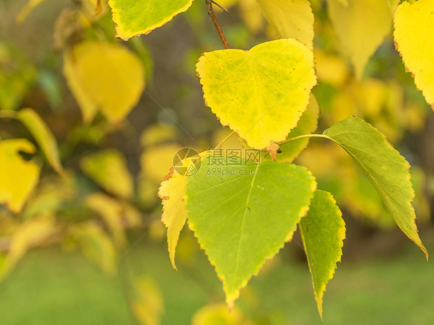 绿色和黄色的桦树叶秋天落叶树上图片