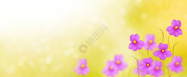 第一个精致的春花紫罗图片