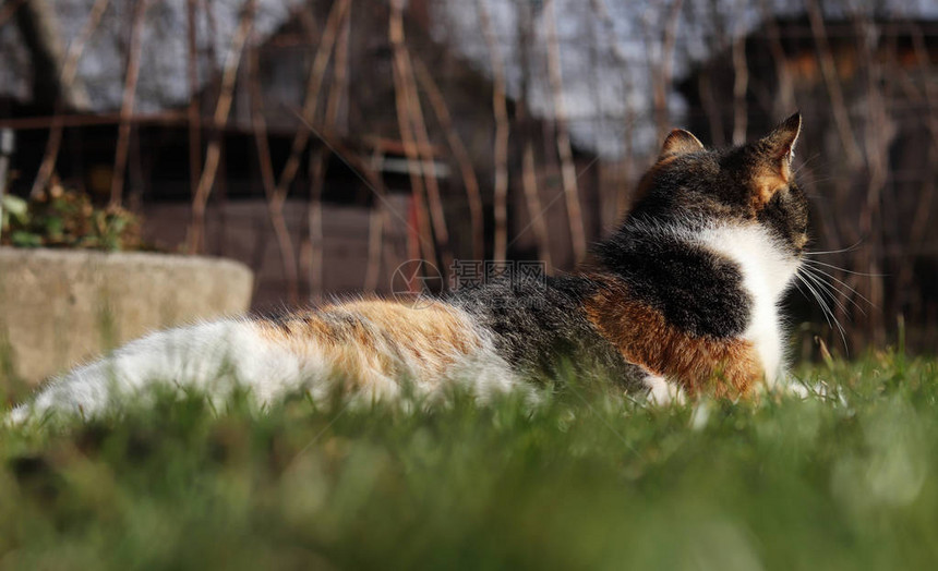 著名的家养小猫躺在花园里芬芳宜人的床上她在秋天的最后一个烈日下暖和起来Feliscatusdomesticus图片