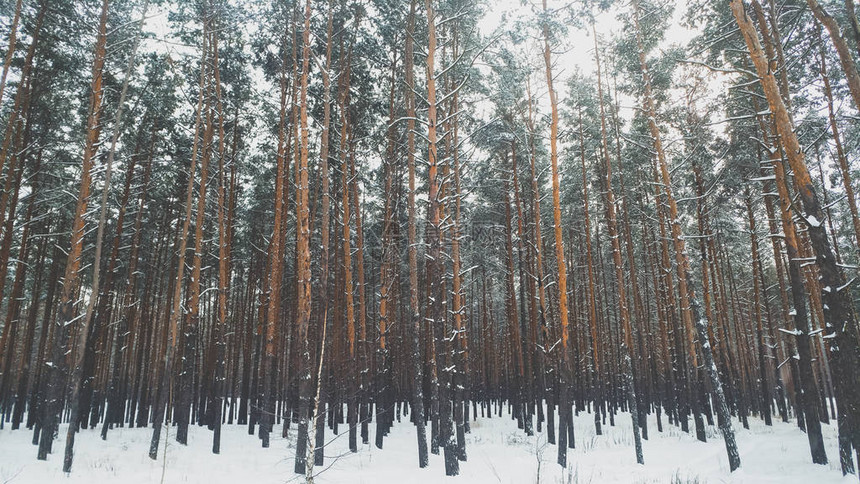 暴风雪过后寒冬清晨下雪覆盖图片