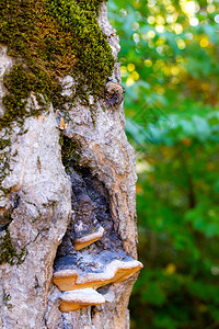 Chaga蘑菇或树干上以绿色夏季花叶为背景的Inonotusob图片