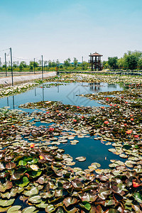 韩国维旺Wangsong湖公园的Lotu图片