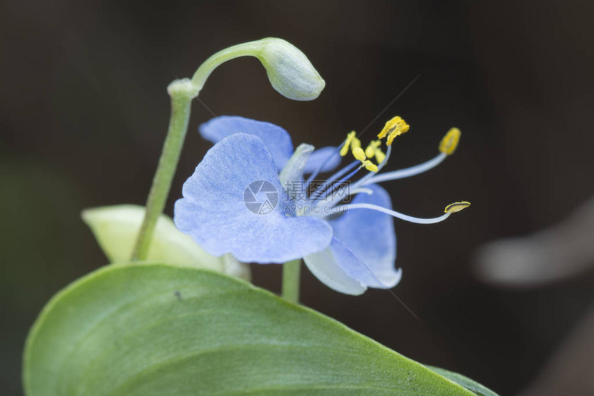 Commelinaerectadayflower的特写镜头图片