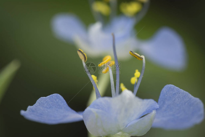 Commelinaerectadayflower的特写镜头图片