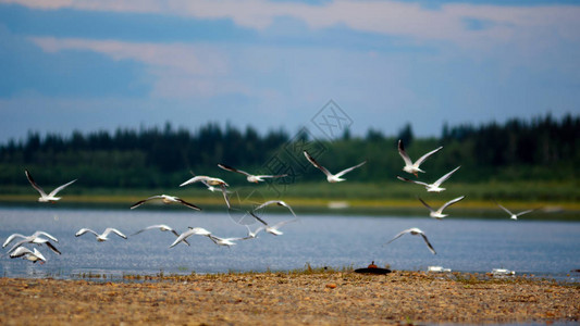 一群北方白色海鸥飞越雅库提亚的Viluy河石岸图片