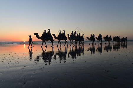 在西澳大利亚金伯利州布罗梅凯布尔的骆驼骑行车队上观图片