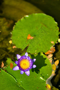 有绿色浮动叶子背景的紫色莲花图片