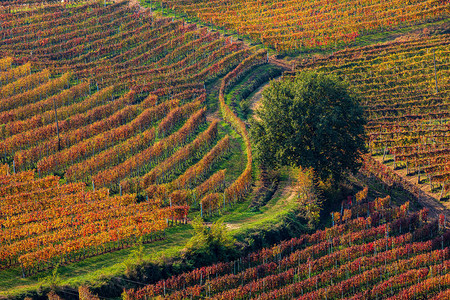 意大利北部皮德蒙特山上多彩的秋天葡萄园之间狭图片