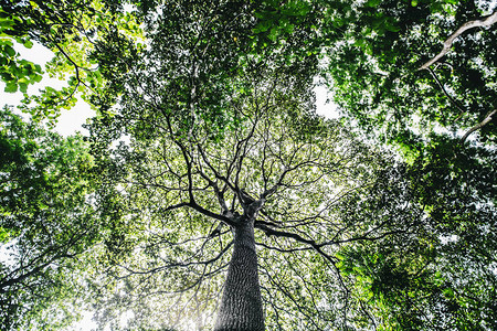 长达数十年的长树为动物提供遮蔽和栖息地图片