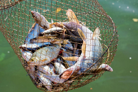 不同淡水鱼在网捕渔网中图片