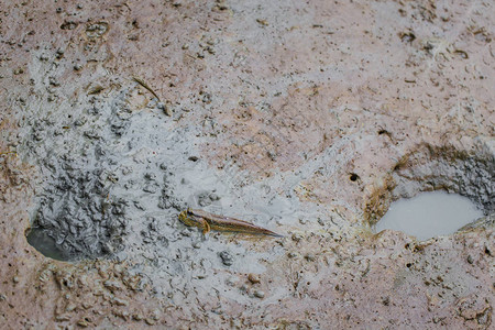 弹涂鱼是一种生活在红树林中的鱼高清图片