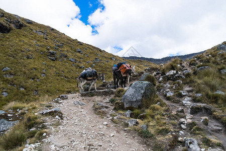 两头驴子在秘鲁安第斯山脉的登山探险中携图片