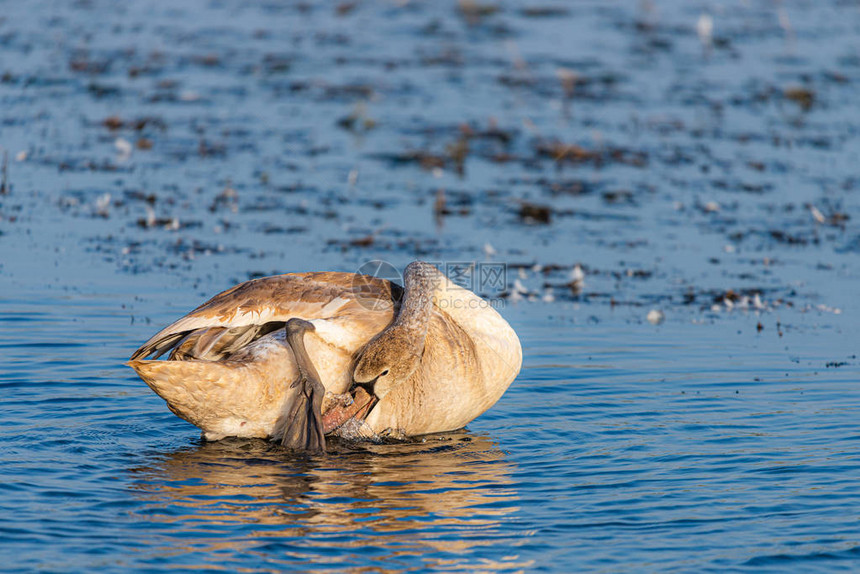 灰天鹅在池塘里洗澡清洗羽毛图片