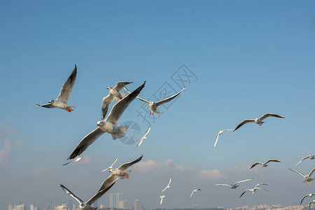 一群海鸥在天空中飞过海面图片