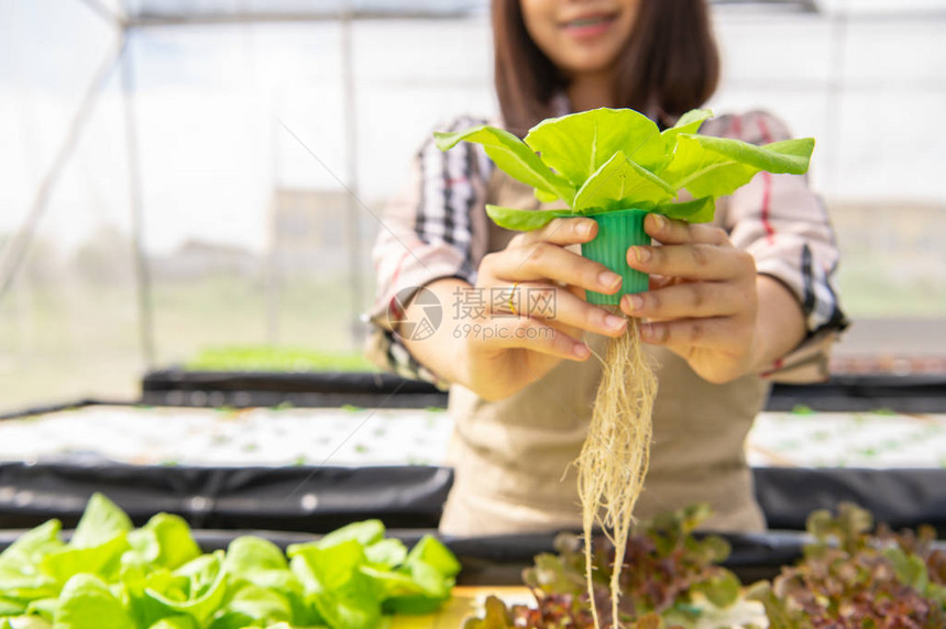 年轻的亚洲水培有机农民在苗圃温室里收集蔬菜沙拉和捐赠人们的生活方式和商业室内农业和栽培图片