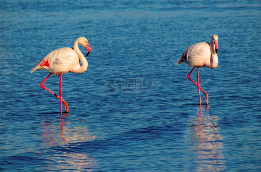 两只粉红色的非洲火烈鸟环绕湖寻找食物在图片