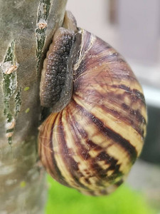 花园蜗牛爬树干图片