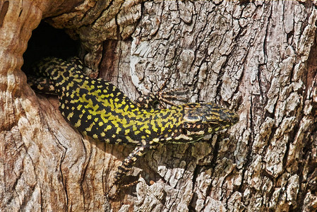 一只蜥蜴当时他在橄榄树的干中从图片